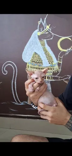 Filhotes de gatinho Sphynx diferenciados