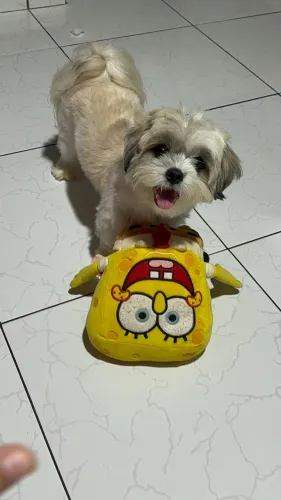 Procura namorada