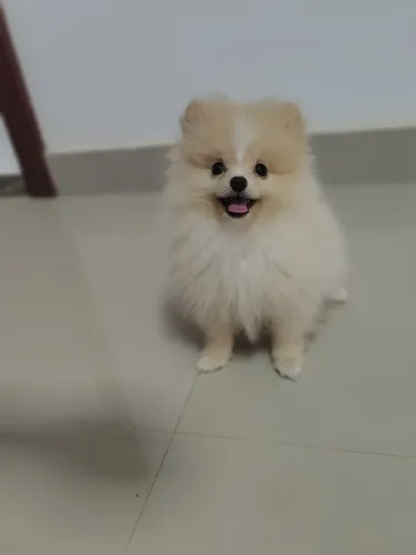 Spitz alemão anão, macho