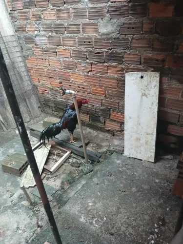 Galo