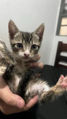 Doa-se gatinhos