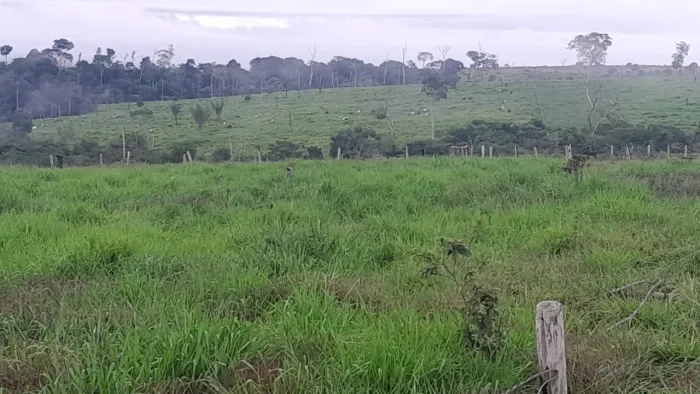 Terra 54 alqueire com 50 formado