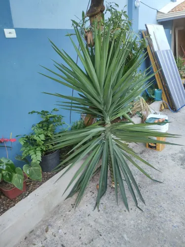 MUDA DE YUCCA