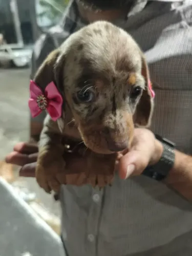 Dachshunds disponíveis.