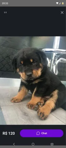 Filhote rottweiler, Diga adeus à solidão!