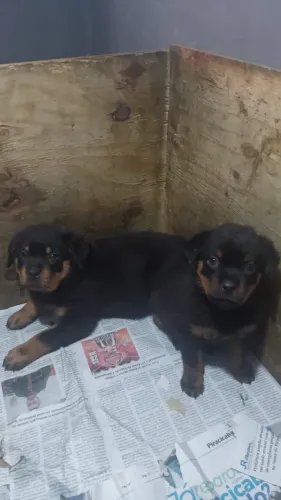 ROTTWEILER FÊMEAS À VENDA ? 2 DISPONÍVEIS | 42 DIAS