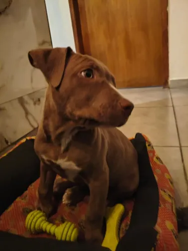 Filhote fêmea Pitbull