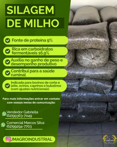 Silagem de Milho 