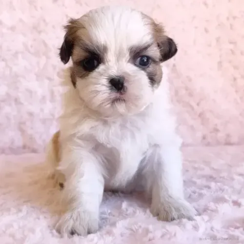 Baby Macho e Fêmea em São Paulo Shih tzu/shitzu Vacinados