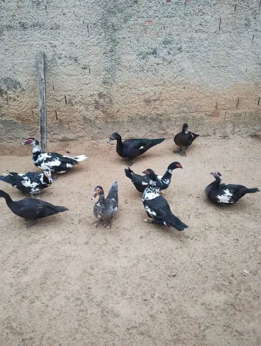Lote de 7 patos adultos 