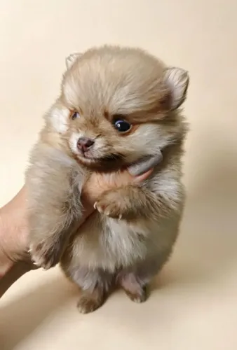 Spitz alemão anão (luluzinho)