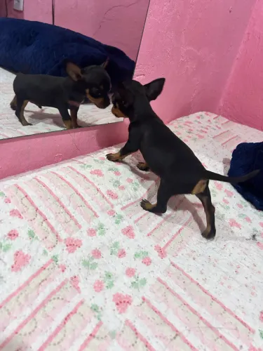 Vendo cachorro pinscher Macho