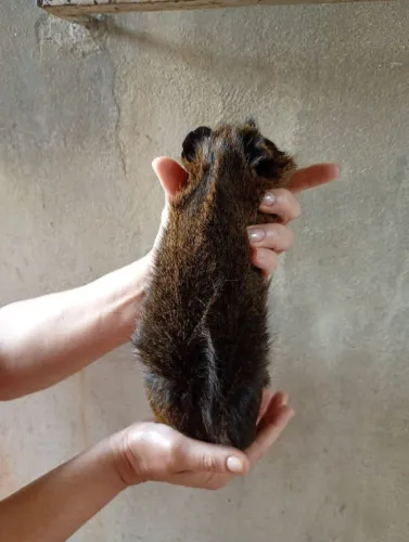 Porquinho da índia Abyssini Macho
