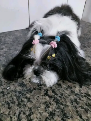 Vende se uma filhote de Shitzu 9 meses só tenho ela  meses
