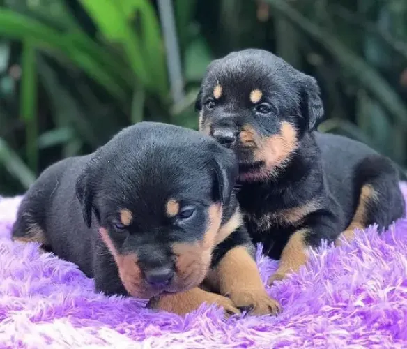 Filhote rottweiler, Os bebês mais fofos do mundo canino esperam por você!