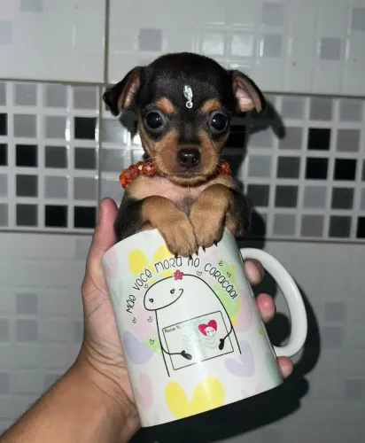 Pinscher-Apenas machos!!!