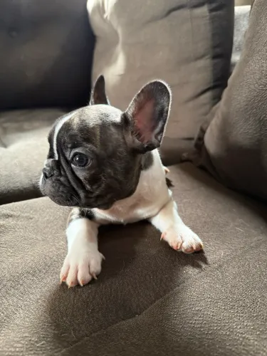 Buldogue francês filhote