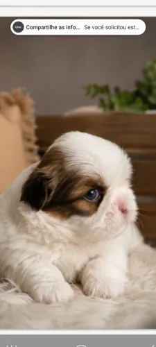 Cachorrinho