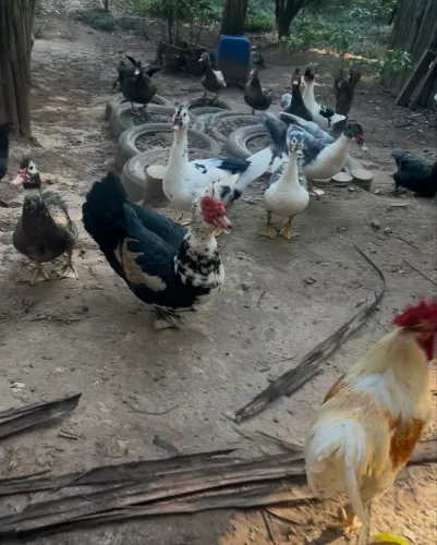 Pato