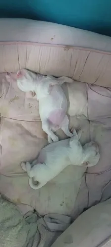 Tenho filhotes de Maltês 
