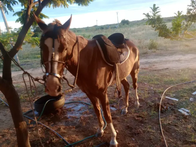 Cavalo bonito manso,forte,bem cuidado 