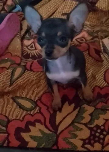 Pinscher fêmea 