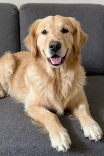 Doação Golden