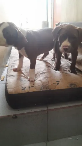 Filhote de pitbull macho 2 meses