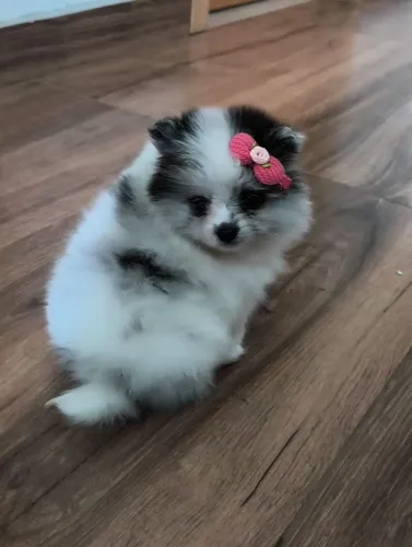 Spitz alemão fêmea
