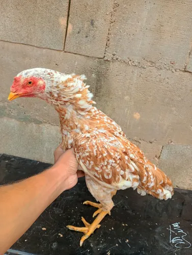 Galinha índia 