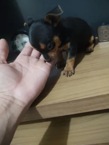 Pinscher macho