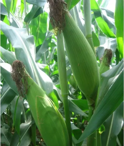 ? MILHO VERDE À VENDA - DIRETO DO PRODUTOR ?