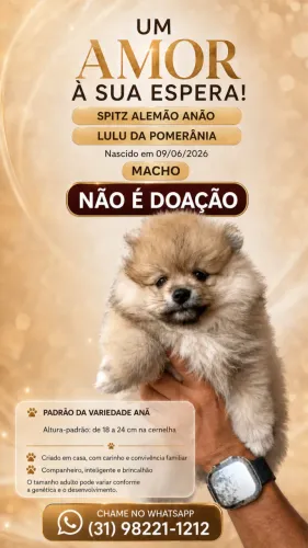Spitz alemão