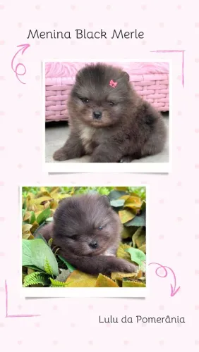 Lulu da pomerania