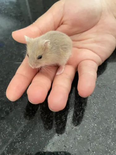 Vendo filhote de hamster anão russo