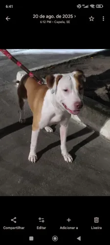 Cachorro para doação 