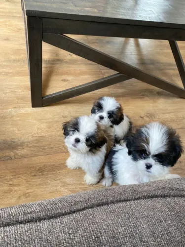 Shih tzu mini filhote