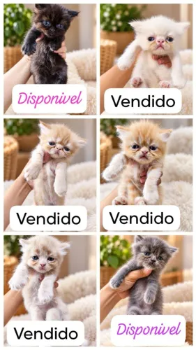 Vendo Gato Persa