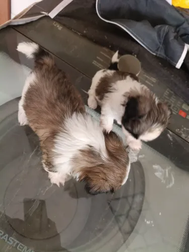Shih Tzu mini