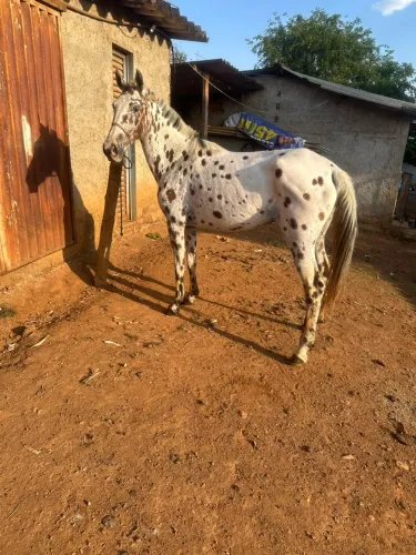 Égua apalossa