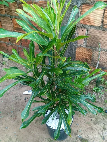Plantas
