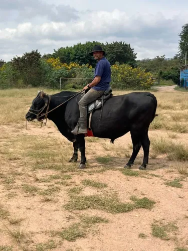 Touro de sela a venda