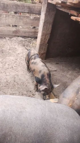 Vendo esses porc paqueira