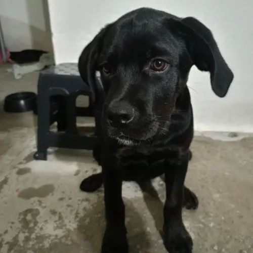 Cachorro cane corso fêmea