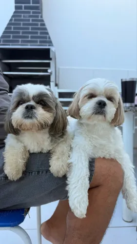 Shihtzus disponíveis para cruza
