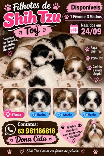 Shih Tzu Toy