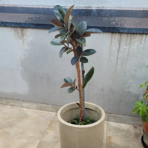 Ficus elastica
