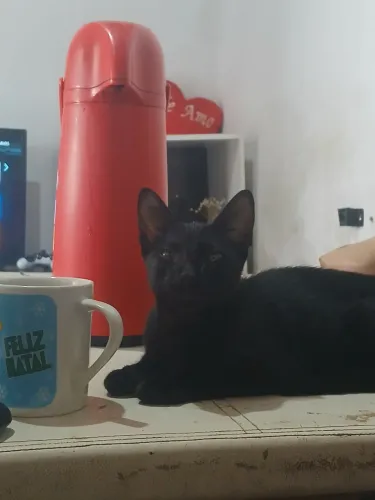 ? Adoção Responsável - Banguela ?