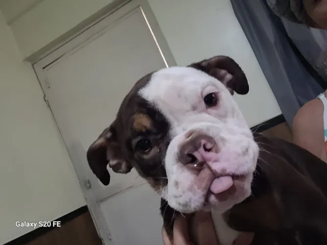 Buldogue Inglês