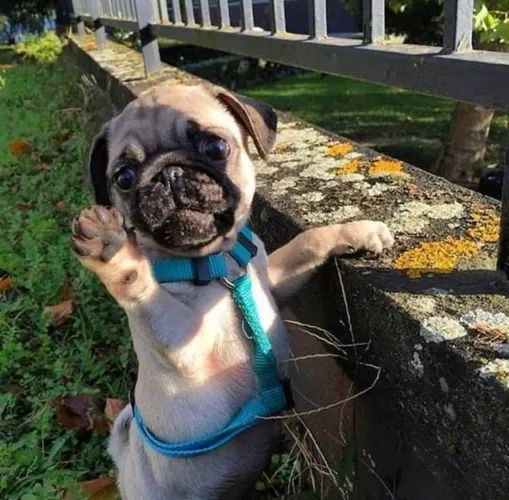 Filhotes De Pug - Encanto Que Conquista Por Onde Passa